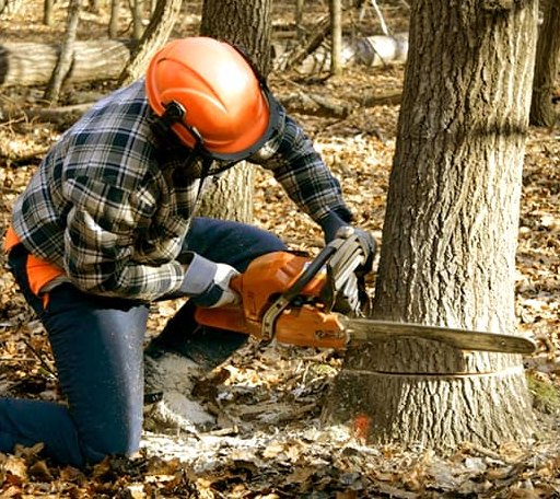 Tree Removal in Nancy, KY